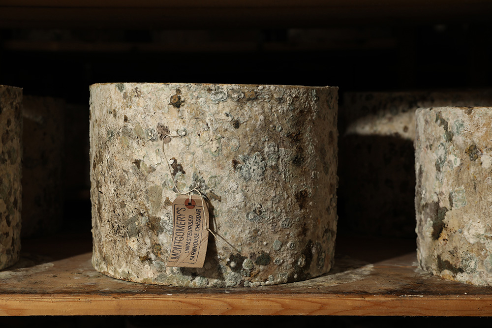 My new life as cheese communicator